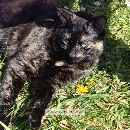 Photo 1/1 Rubby Chat lost in Calais