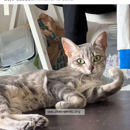 Photo 1/1 Mimi Chat lost in La baule