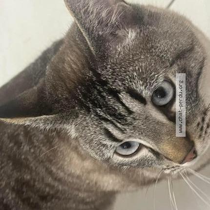 Photo 1/2 Juninho Chat lost in Thonon les bains