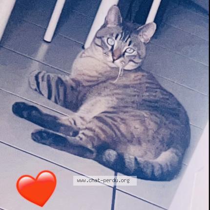 Photo 2/2 Juninho Chat lost in Thonon les bains