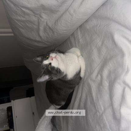 Photo 1/1 Vanya Chat lost in Boissy saint leger