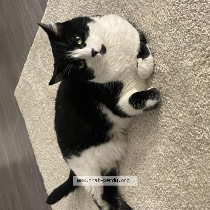 Photo 1/1 Priska Chat lost in Rouen