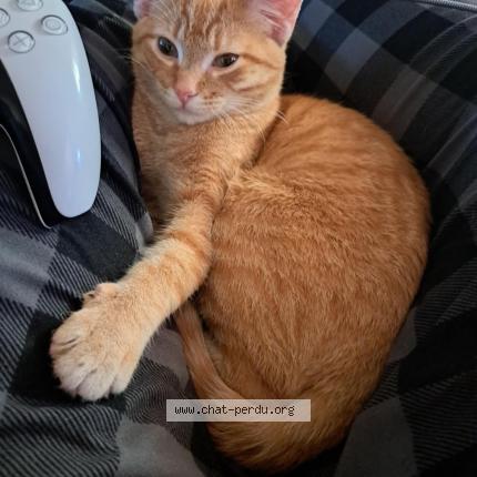 Photo 1/1 Boris Chat lost in Salaberry de valleyfield