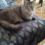 Picture of cat lost at Strasbourg 67200