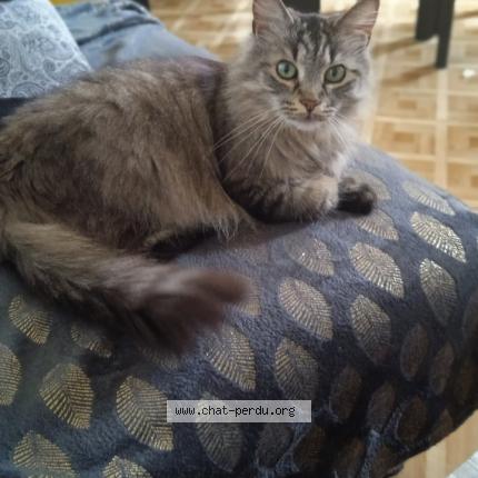 Photo 1/1 Vanille Chat lost in Strasbourg 67200