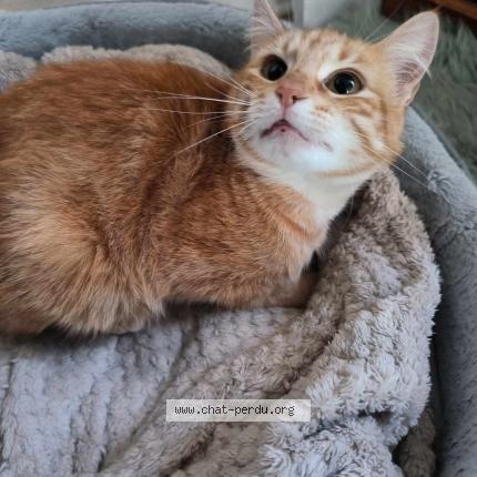 Photo 1/1 Rouxy Chat lost in Vic le comte