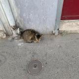 Picture of cat found at Montreuil