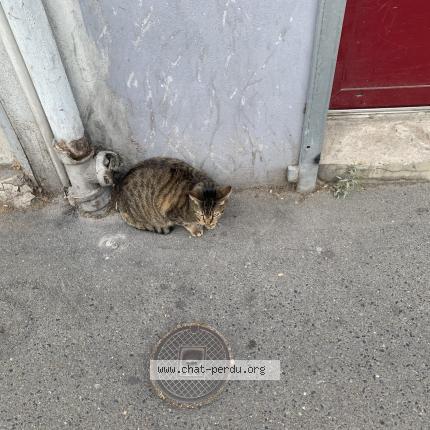 Photo 1/1 Found cat Found in Montreuil