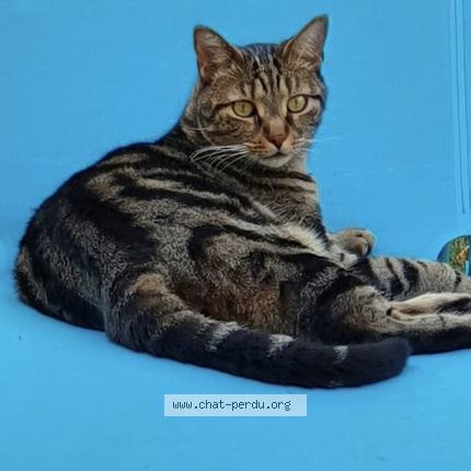 Photo 1/1 Lucky Chat lost in Biscarosse plage