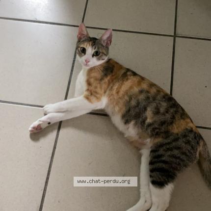 Photo 1/1 Crevette Chat lost in Bayonne