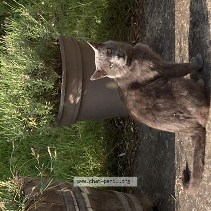 Photo 1/1 Found cat Found in Montval sur loir