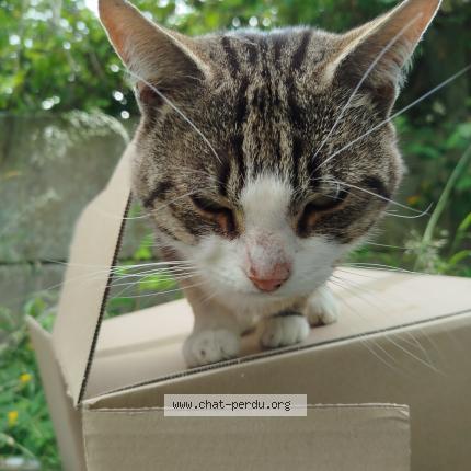 Photo 1/1 Found cat Found in Eleu dit leauwette