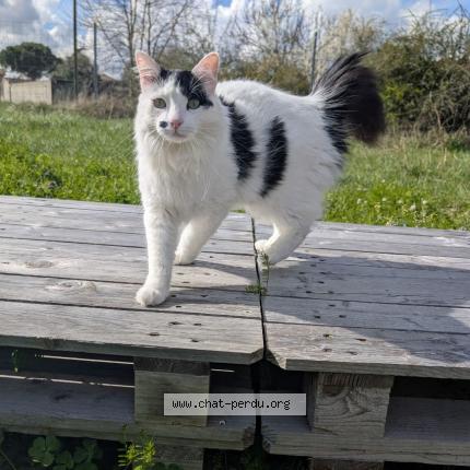 Photo 1/1 Frimousse Chat lost in Colomiers