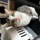 Picture of cat found at Rungis