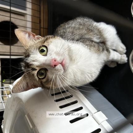 Photo 1/1 Found cat Found in Rungis