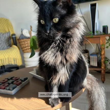 Photo 1/1 Griffon Chat lost in Saint ay