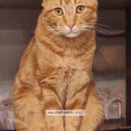 Photo 1/1 NOUKA Chat lost in Mandelieu