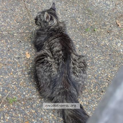 Photo 1/1 NOUT Chat lost in Vitry sur seine