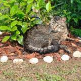 Picture of cat found at Saint Priest