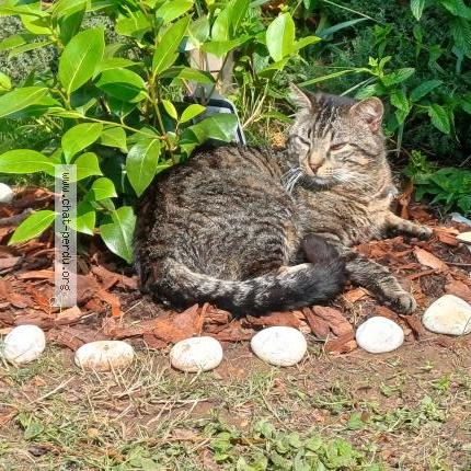 Photo 1/1 Found cat Found in Saint priest