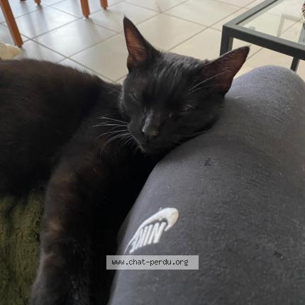 Photo 1/1 Pepita Chat lost in Pierrelatte