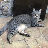 Picture of cat lost at Fericy