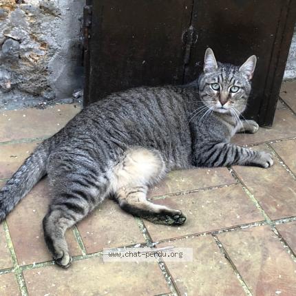 Photo 1/1 Cat reunited Lost in Fericy