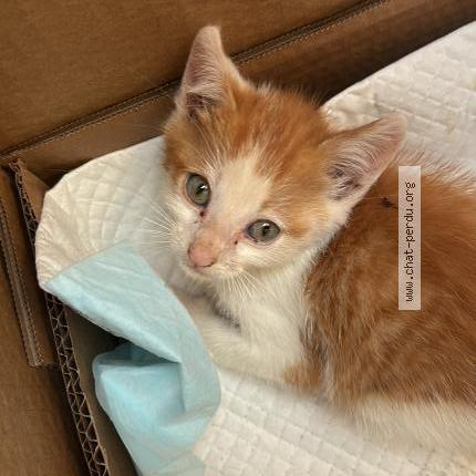 Photo 1/1 Found cat Found in Laa mondrans