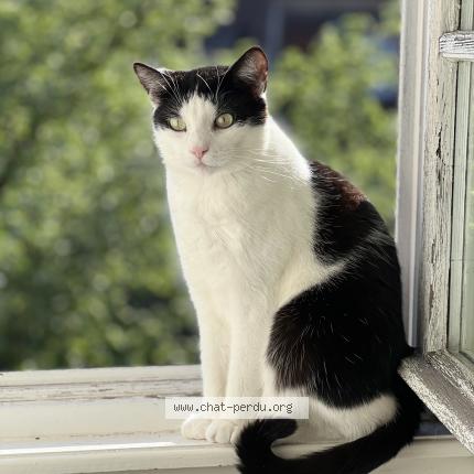 Photo 1/1 Merguez Chat lost in Strasbourg