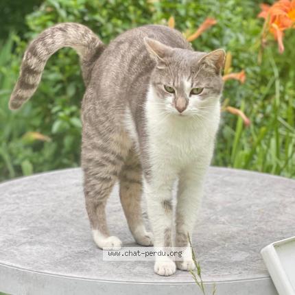 Photo 2/2 Youki Chat lost in Maison alfort