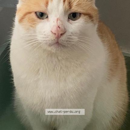 Photo 1/1 Pouchok Chat lost in Chalifert