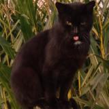 Picture of cat lost at Saint Brice De Landelles