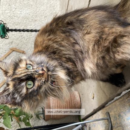 Photo 1/1 Chaussette Chat lost in Faucogney