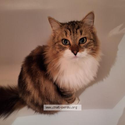 Foto einer verlorenen Katze in Fribourg