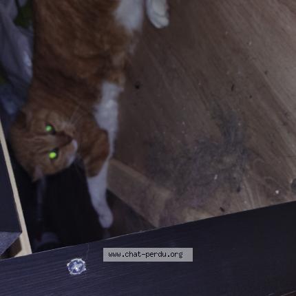 Photo 1/1 Cat reunited Found in Veurey voroize