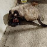 Picture of cat lost at Herouville St Clair