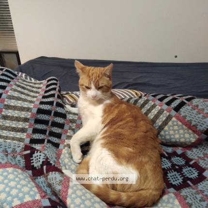 Photo 1/1 Rhubarbe Chat lost in Castelferrus