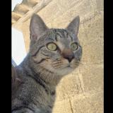 Picture of cat lost at Athis Val De Rouvre