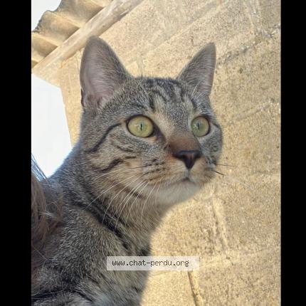 Photo 1/1 Eli Chat lost in Athis val de rouvre