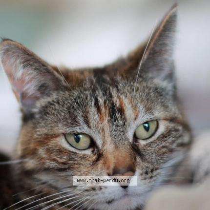 Foto van vermiste kat in Rulles