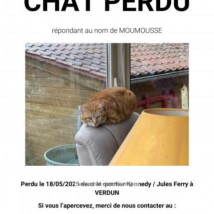 Photo 1/1 Moumousse Chat lost in Verdun