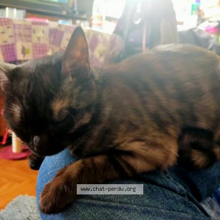 Photo 1/1 Ophélia Chat lost in Orly