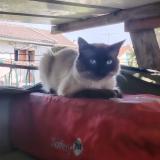 Picture of cat found at Le Blanc Mesnil