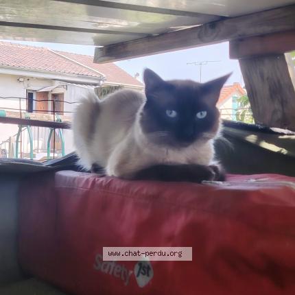 Photo 1/1 Found cat Found in Le blanc mesnil