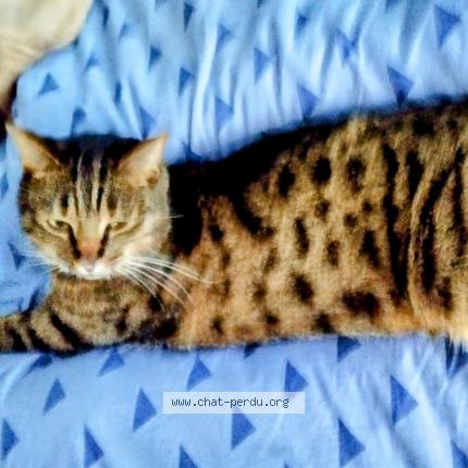 Photo 1/1 Nikita Chat lost in La touche