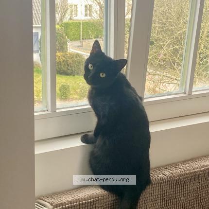 Foto 1/1 Kat teruggevonden Vermist in Waterloo