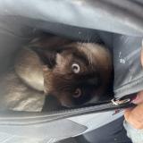 Picture of cat found at Villiers Le Bel