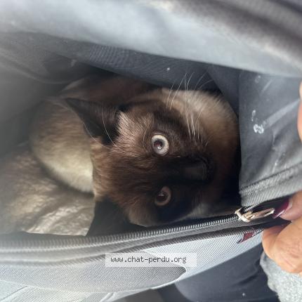 Photo 1/1 Found cat Found in Villiers le bel