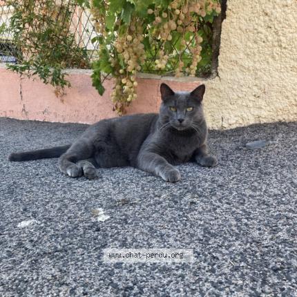 Photo 1/1 Chachat Chat lost in St esteve