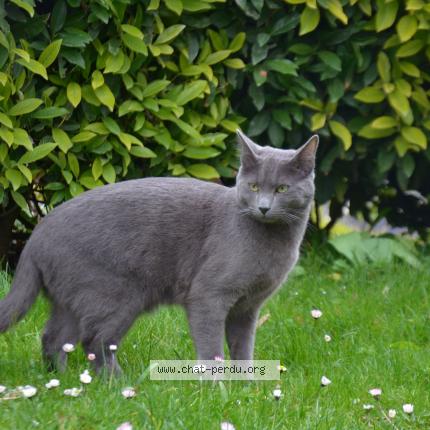 Foto 1/1 Gatto ritrovato Smarrito a Valeyres Sous Rances
